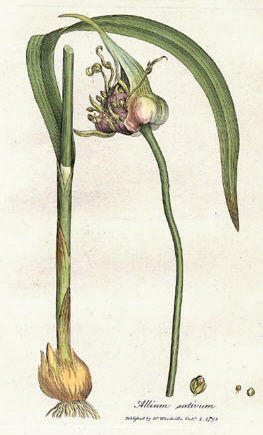 Allium_sativum_Woodwill_1793