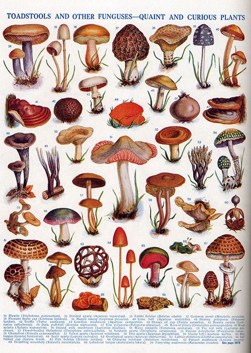 eccd22590a8e623ffac36f65e3ba332e--mushroom-fungi-mushroom-art