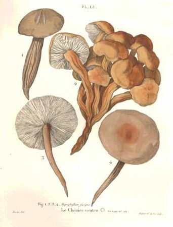 Jean-Jacques Paulet, Treatise on mushrooms